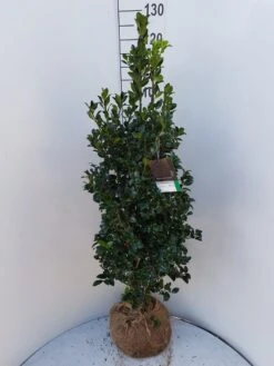 Hulst (Ilex Meserveae 'Heckenfee') -PlantenPracht Winkel ilex heckenfee 100 120