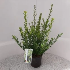 Japanse Hulst (Ilex Maximowicziana 'Kanehirae') -PlantenPracht Winkel ilex maximowicziana kanehirae 3