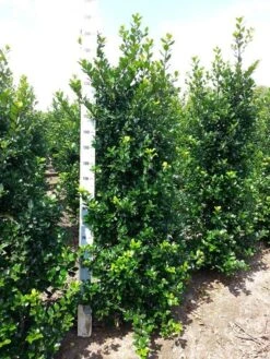 Blauwe Hulst (Ilex Meserveae 'Blue Prince') -PlantenPracht Winkel ilex mes. blue prince 175 200 cm 1
