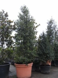 Amerikaanse Hulst (Ilex 'Nellie R Stevens') 11 Amerikaanse Hulst (Ilex 'Nellie R Stevens') -PlantenPracht Winkel ilex nellie r. stevens