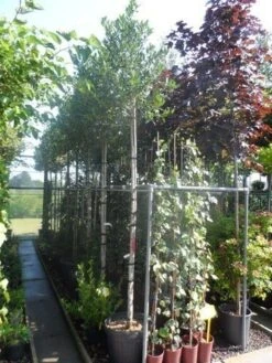 Hulst Als Boom (Ilex 'Nellie R. Stevens') -PlantenPracht Winkel ilex nellie r. stevens 10 12ho cont 1