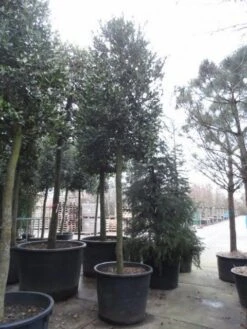 Hulst Als Boom (Ilex 'Nellie R. Stevens') -PlantenPracht Winkel ilex nellie stevens 1