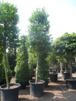 Hulst Als Boom (Ilex 'Nellie R. Stevens') -PlantenPracht Winkel ilex nellie stevens 25 30ho c350 2