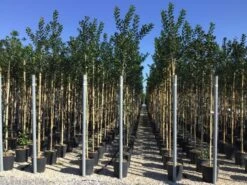 Hulst Als Boom (Ilex 'Nellie R. Stevens') -PlantenPracht Winkel ilex nellie stevens 6 8 1