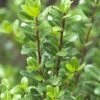 Japanse Hulst (Ilex Crenata 'Caroline Upright')