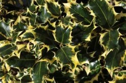 Hulst (Ilex Aquifolium 'Madame Briot')
