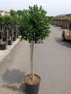 Hulst Op Stam (Ilex 'Nellie R Stevens') -PlantenPracht Winkel ilexrstevens01 1