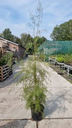 Berk (Betula Pendula 'Karaca') -PlantenPracht Winkel img 20210917 wa0021