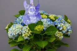 Hortensia Blue Ballad (Hydrangea 'Music Collection') 9 Hortensia Blue Ballad (Hydrangea 'Music Collection') -PlantenPracht Winkel img 1362 2