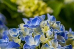 Hortensia Blue Ballad (Hydrangea 'Music Collection') -PlantenPracht Winkel img 1365 1