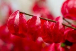 Kardinaalshoed (Euonymus Alatus 'Compactus') 16 Kardinaalshoed (Euonymus Alatus 'Compactus') -PlantenPracht Winkel img 1486