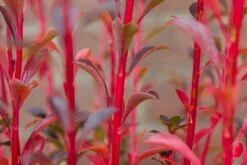 Pronkklokje (Enkianthus Campanulatus) -PlantenPracht Winkel img 1495