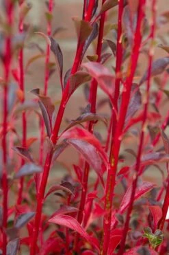 Pronkklokje (Enkianthus Campanulatus) -PlantenPracht Winkel img 1496