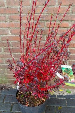 Pronkklokje (Enkianthus Campanulatus) -PlantenPracht Winkel img 1497