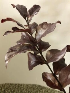 Lagerstroemia Als Halfstam (Lagerstroemia Indica 'Rhapsody In Pink')