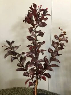 Lagerstroemia Als Halfstam (Lagerstroemia Indica 'Rhapsody In Pink') -PlantenPracht Winkel img 2474 1 1