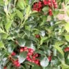 Hulst (Ilex Meserveae 'Heckenfee') -PlantenPracht Winkel img 2647 1 1