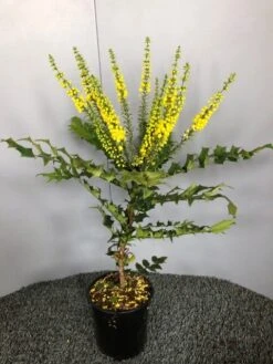 Mahoniestruik (Mahonia Media 'Winter Sun') 13 Mahoniestruik (Mahonia Media 'Winter Sun') -PlantenPracht Winkel img 2655 1 2