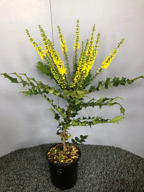 Mahoniestruik (Mahonia Media 'Winter Sun') 6 Mahoniestruik (Mahonia Media 'Winter Sun') - Afbeelding 4