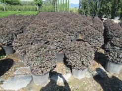 Loropetalum Als Bolvorm (Loropetalum 'Fire Dance') -PlantenPracht Winkel img 4054 1