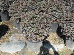 Loropetalum Als Bolvorm (Loropetalum 'Fire Dance') 8 Loropetalum Als Bolvorm (Loropetalum 'Fire Dance') -PlantenPracht Winkel img 4055