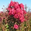 Rode Lagerstroemia Als Boom (Lagerstroemia Indica) -PlantenPracht Winkel img 4257 1