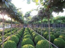 Kiwiplant Als Dakboom (Actinidia Chinensis) -PlantenPracht Winkel img 4340 1