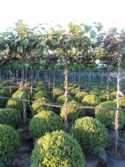 Kiwiplant Als Dakboom (Actinidia Chinensis) -PlantenPracht Winkel img 4341 1