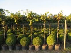 Kiwiplant Als Dakboom (Actinidia Chinensis) -PlantenPracht Winkel img 4342 1