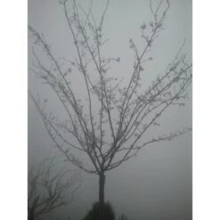 Roze Winterkers (Prunus Subhirtella 'Autumnalis Rosea') -PlantenPracht Winkel japanse sierkers prunus subhirtella autumnalis 33511 1d1 1