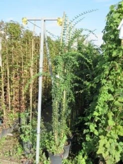 Jasmijn (Jasminum Officinale) -PlantenPracht Winkel jasminum officinale 175 200 1