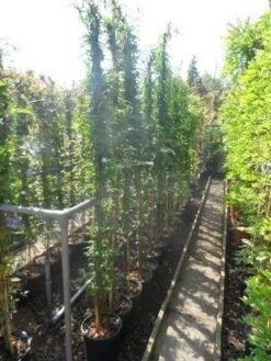 Jasmijn (Jasminum Officinale) -PlantenPracht Winkel jasminum officinale 175 200 c10 1