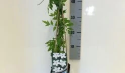 Jasmijn (Jasminum Officinale) -PlantenPracht Winkel jasminum officinalis 50 60 c2 1 1