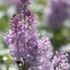 Sering (Syringa Villosae 'Minuet') -PlantenPracht Winkel jope03876