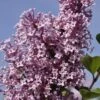 Dwerg Sering (Syringa 'Josée') -PlantenPracht Winkel jos e