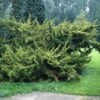 Jeneverbes (Juniperus Chinensis 'Plumosa Aurea') -PlantenPracht Winkel jucpaure 1 1