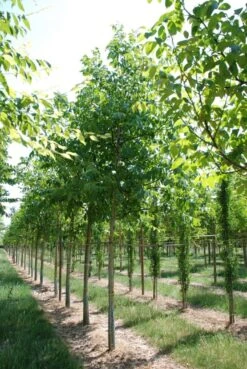 Grote Walnoot (Juglans Regia) -PlantenPracht Winkel juglans regia s 20 25 1 1