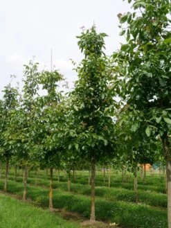 Grote Walnoot (Juglans Regia) -PlantenPracht Winkel juglans regia s 25 30 1 1