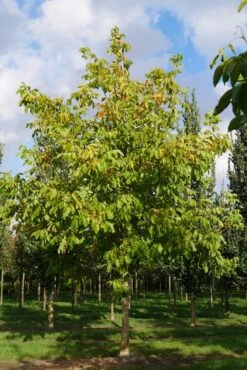 Grote Walnoot (Juglans Regia) -PlantenPracht Winkel juglans regia s 35 40 1 1