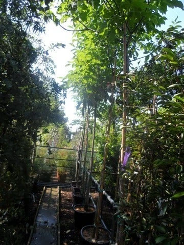 Walnotenboom (Juglans Regia) 6 Walnotenboom (Juglans Regia) - Afbeelding 4