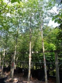 Walnotenboom (Juglans Regia) -PlantenPracht Winkel juglans regia 20 25ho c160 extra