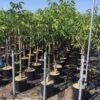 Walnoot (Juglans Regia 'Franquette') -PlantenPracht Winkel juglans regia franquette 8 10 c18 1