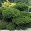 Jeneverbes (Juniperus Media 'Mint Julep') -PlantenPracht Winkel jummjule 7