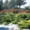 Jeneverbes (Juniperus Media 'Pfitzeriana Aurea') -PlantenPracht Winkel jumpaure 4 1