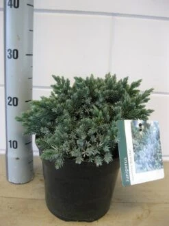 Jeneverbes (Juniperus Squamata 'Blue Star') -PlantenPracht Winkel juniperus blue star c3 november 2
