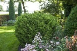 Jeneverbes (Juniperus Chinensis 'Blaauw') -PlantenPracht Winkel juniperus chinensis blaauw