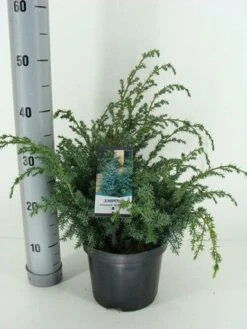 Jeneverbes (Juniperus Chinensis 'Blue Alps') -PlantenPracht Winkel juniperus chinensis blue alps c3 m