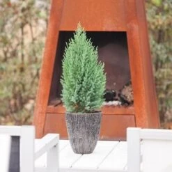 Jeneverbes (Juniperus Chinensis 'Stricta') -PlantenPracht Winkel juniperus chinensis stricta 1