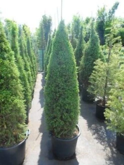 Jeneverbes (Juniperus Communis 'Hibernica') -PlantenPracht Winkel juniperus communis hibernica 150 175