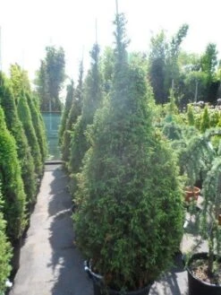 Jeneverbes (Juniperus Communis 'Hibernica') -PlantenPracht Winkel juniperus communis hibernica 175 200